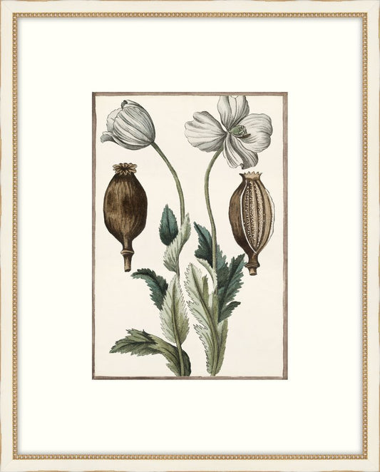 Bonelli's White Botanicals I