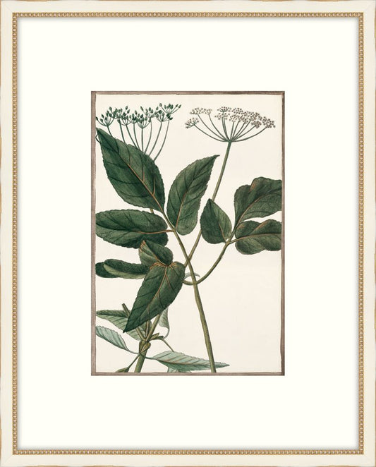 Bonelli's White Botanicals II