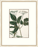 Bonelli's White Botanicals II