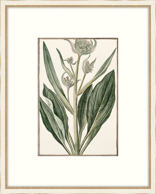 Bonelli's White Botanicals III