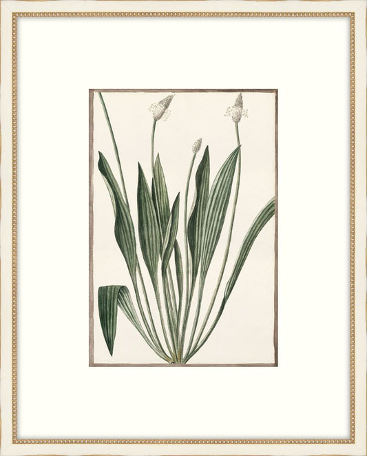 Bonelli's White Botanicals V