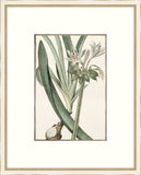 Bonelli's White Botanicals VI