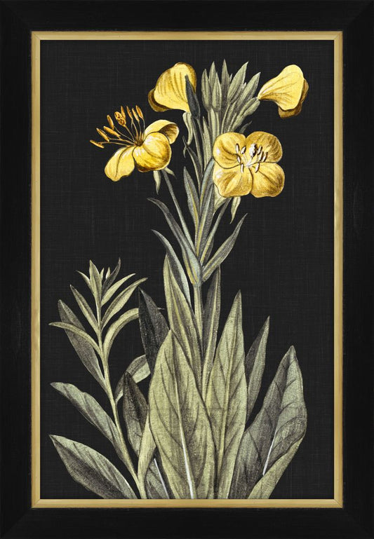 Bonelli on Black III