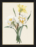 Narcissus Gouani  Grande  1827 Redoute
