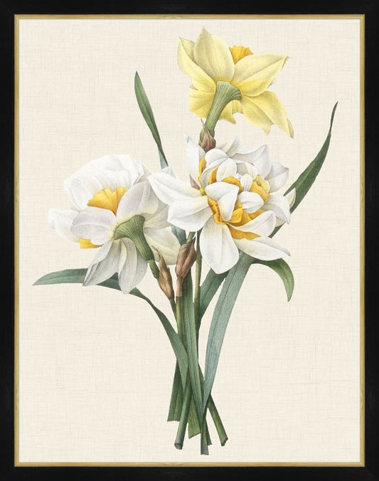 Narcissus Gouani    1827 Redoute