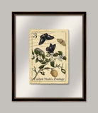 Botanical Postage II