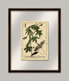 Botanical Postage VI