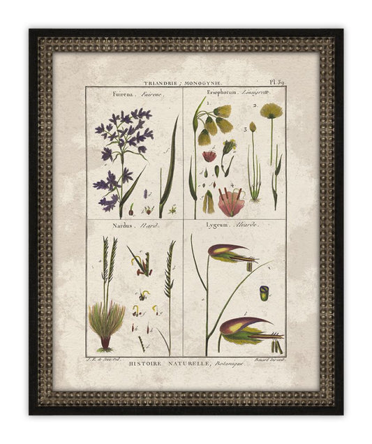 Histoire Naturelle I