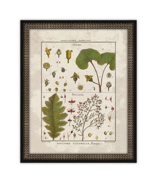 Histoire Naturelle II