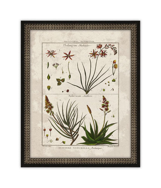 Histoire Naturelle III