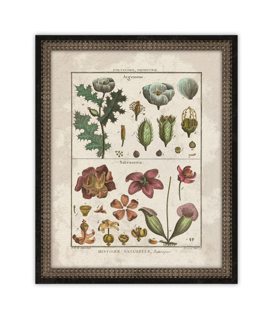 Histoire Naturelle IV