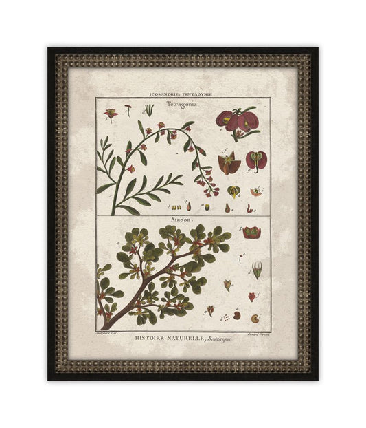 Histoire Naturelle V