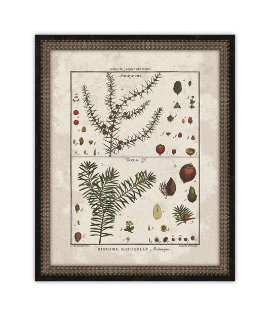 Histoire Naturelle VI