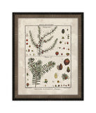 Histoire Naturelle VI