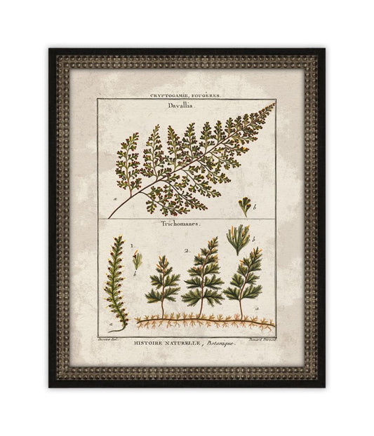 Histoire Naturelle VII