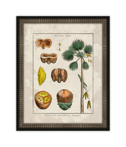 Histoire Naturelle VIII