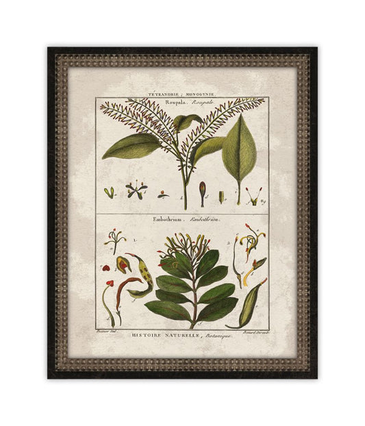 Histoire Naturelle  IX