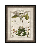 Histoire Naturelle  IX