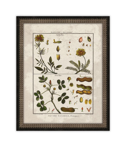 Histoire Naturelle  X