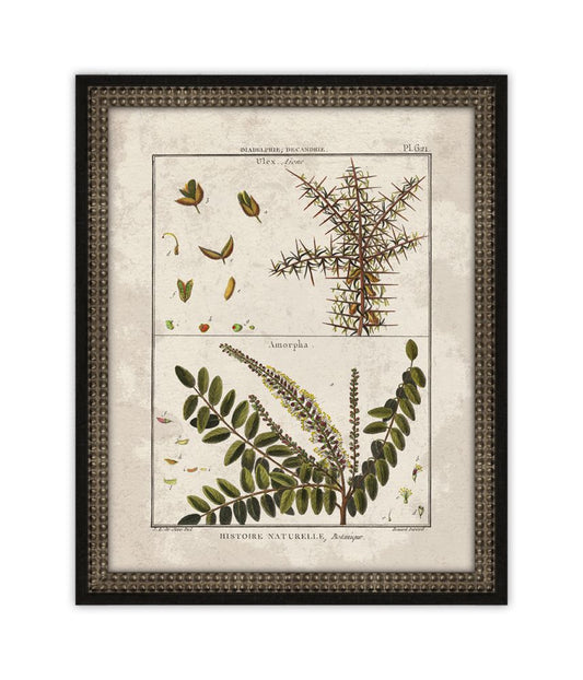 Histoire Naturelle  XI