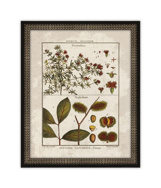 Histoire Naturelle  XII