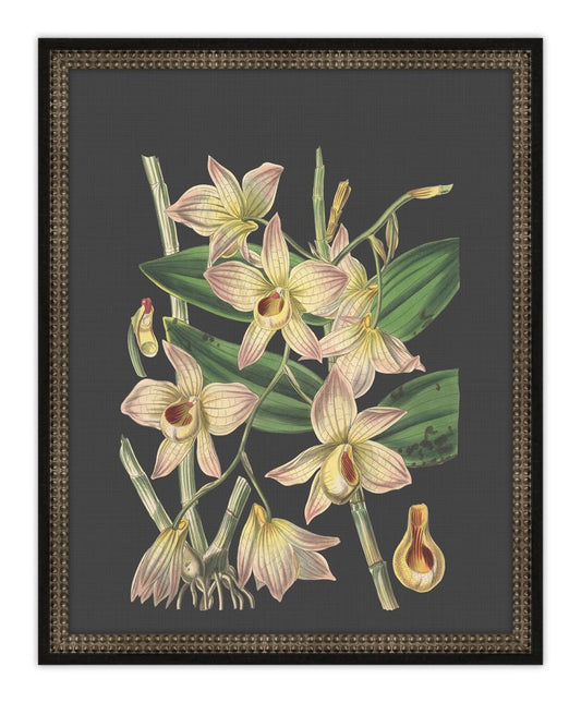 Beautiful Botanical on Black I