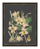 Beautiful Botanical on Black I