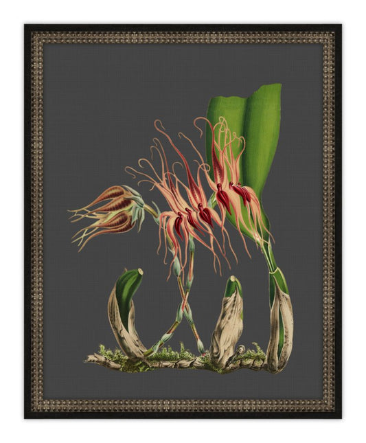 Beautiful Botanical on Black VI