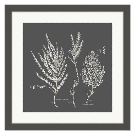 Salicornia Strobilacea Granite I