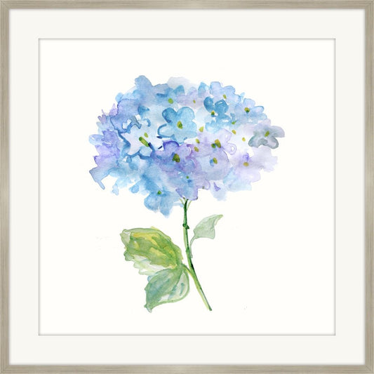 Hydrangea