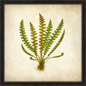 Simple Fern II