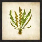 Simple Fern II