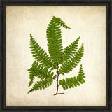 Simple Fern III