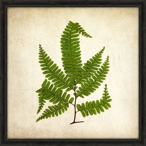 Simple Fern III