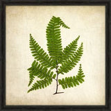 Simple Fern III