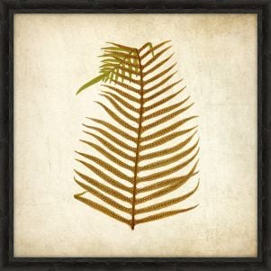 Simple Fern IV