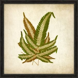 Simple Fern V