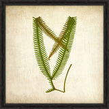 Simple Fern VI