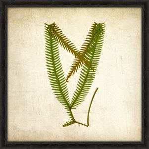 Simple Fern VI