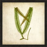 Simple Fern VI