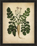 Italian Parsnip I