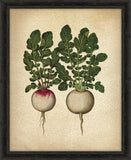 Italian Parsnip IV