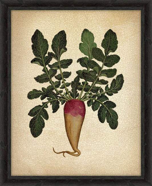 Italian Parsnip VI