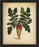 Italian Parsnip VI
