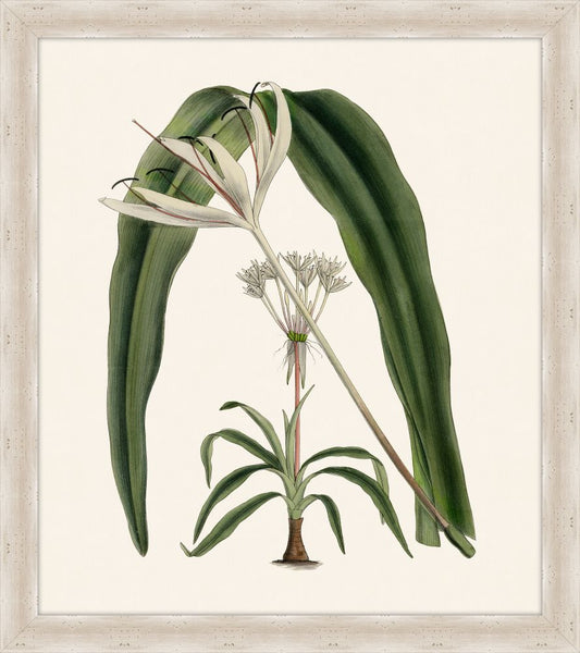 Crinum I