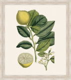 West Indian Lime