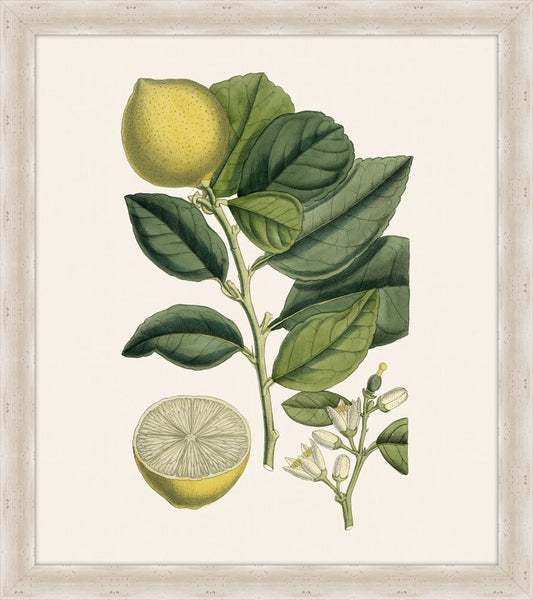 West Indian Lime