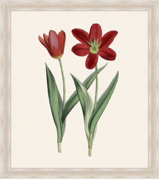 Tulip