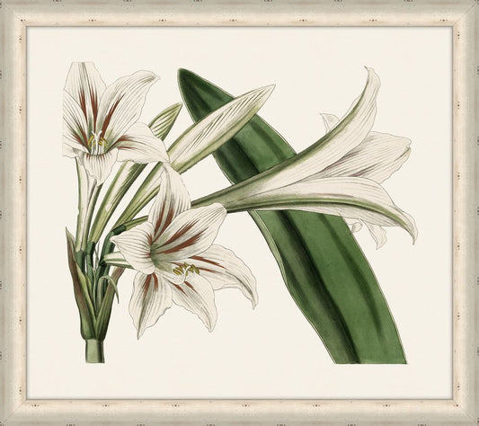 Star Lily