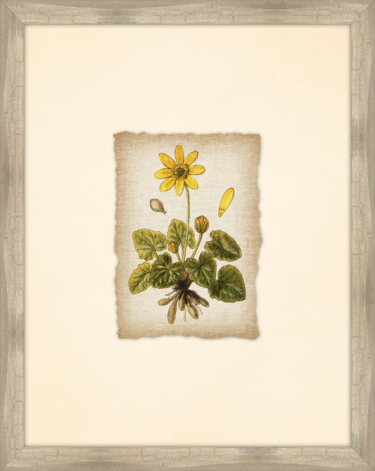 Great Meadow Flowers III